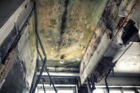 Why You Should Choose Our Mold Remediation Services in Patrick Af, FL